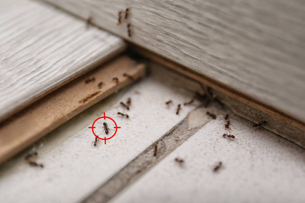 Best Residential Pest Control  in East San Gabriel, CA
