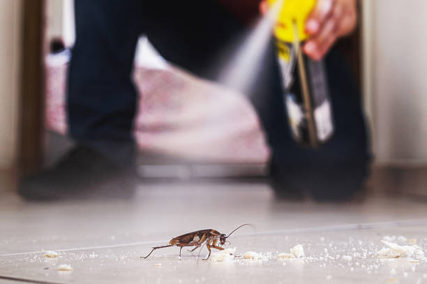Professional Pest Control in East San Gabriel, CA